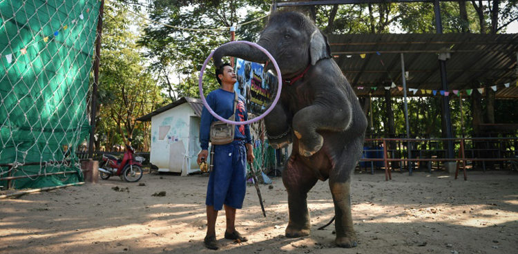 elephants-in-thailand-broken-for-lucrative-animal-tourism