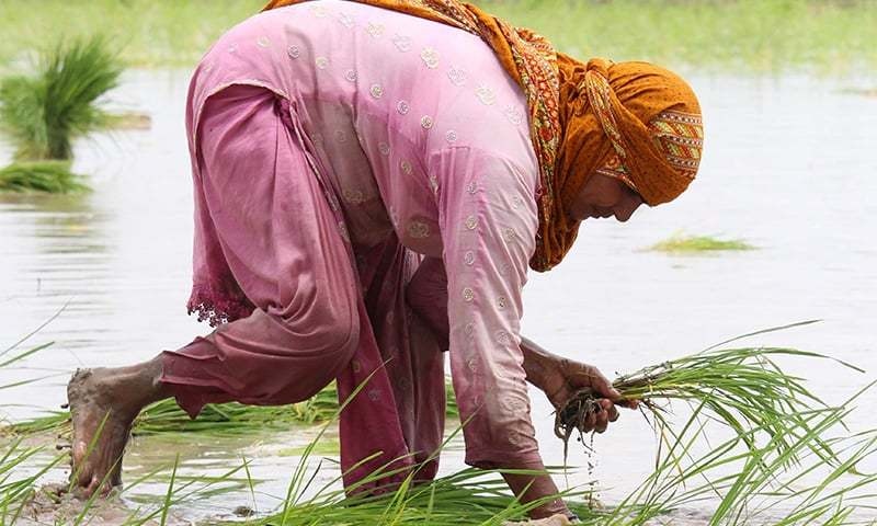 pa-passes-a-law-to-provide-rights-to-sindhs-women-agriculture-workers