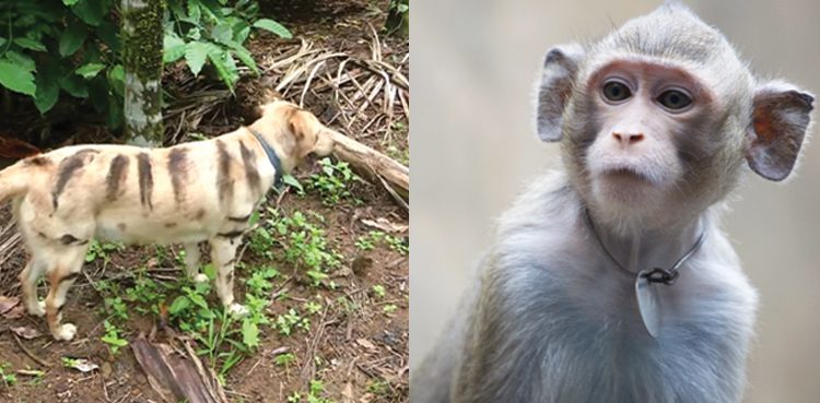 the-farmer-in-india-paints-dog-to-look-like-a-tiger-to-frighten-monkeys