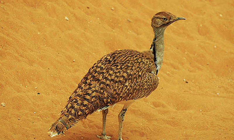 special-houbara-hunting-permits-issued-to-bahrain-king