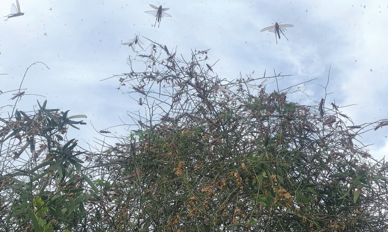scourge-of-locusts-refuses-to-go-away-reappears-in-thar-badin-mirpurkhas