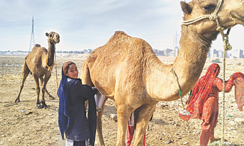fresh-and-healthy-camel-milk-sells-by-the-roadside-in-karachi