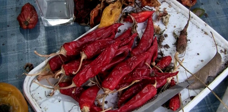 worlds-hottest-peppers-grow-under-serbian-snow