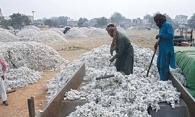 climate-damage-to-cotton-crop-ripples-through-the-economy