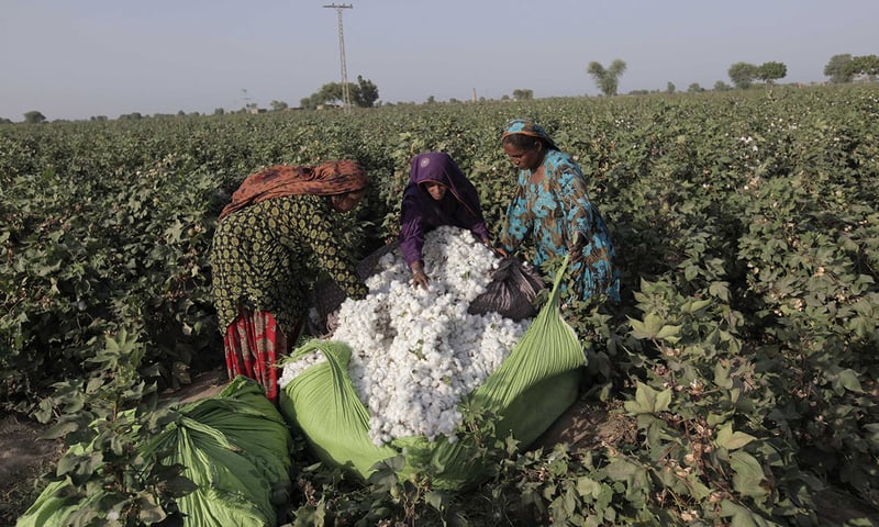 cotton-output-set-to-hit-a-record-low
