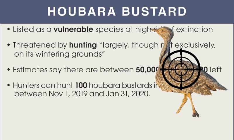 special-permits-for-hunting-houbara-issued-to-qatari-emir-other-royals