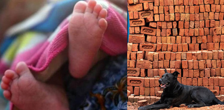 infant-mauled-to-death-by-dogs-at-an-indian-hospital