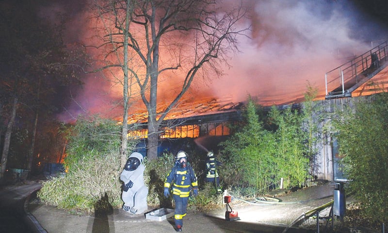 flames-from-sky-lanterns-kill-30-monkeys-in-germany