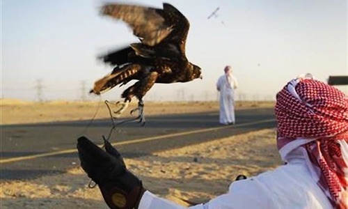 qatars-emir-permitted-to-export-falcons-from-pakistan