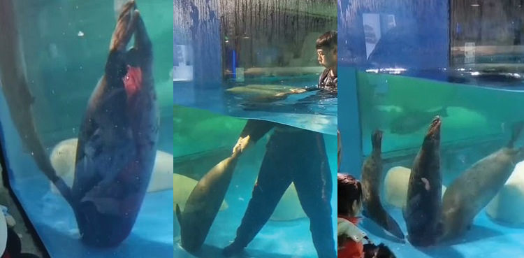 watch-young-seal-dies-in-front-of-shocked-tourists-after-being-sucked-into-the-pipe