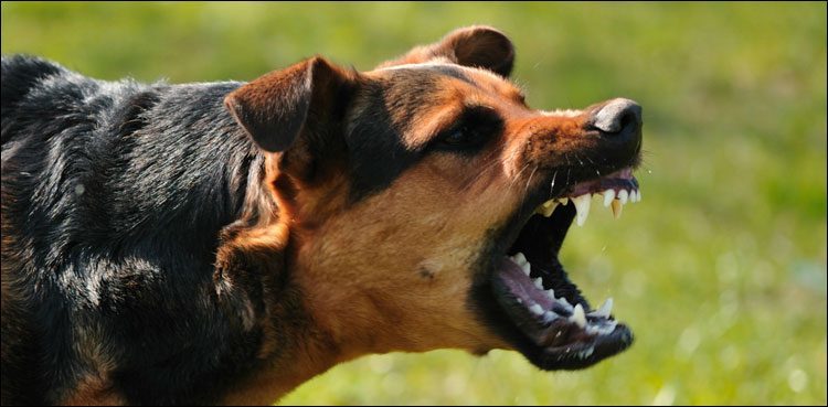 stray-dog-bites-minor-girl-in-sanghar