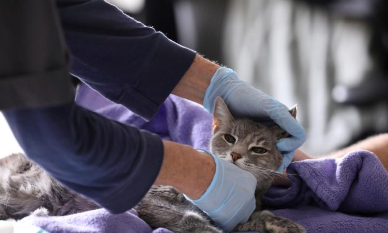 study-finds-cats-can-catch-coronavirus-prompting-who-investigation