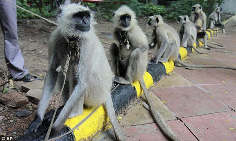monkeys-develop-virus-immunity-after-infection-vaccine-studies