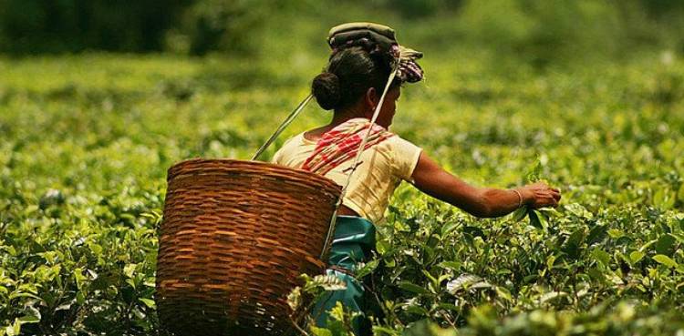 tea-prices-jump-to-record
