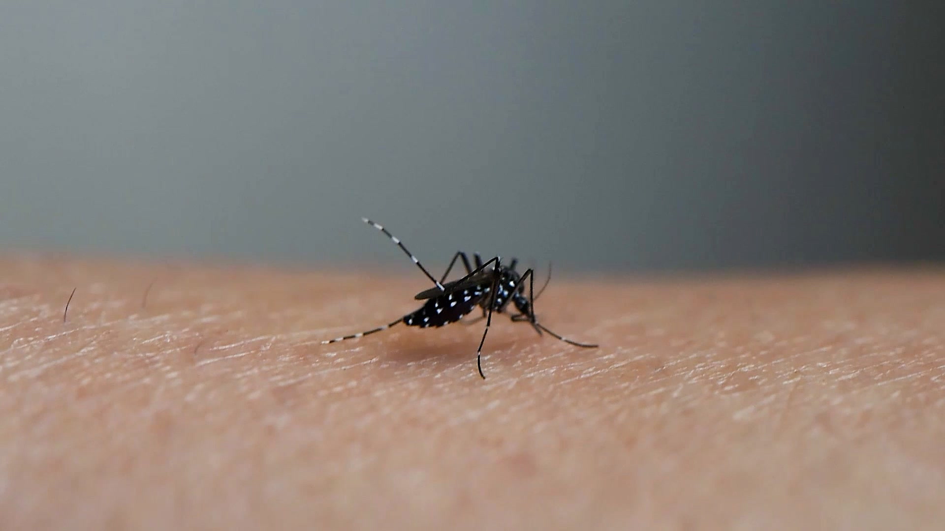 dengue-outbreak-intensifies-in-bangladesh-12-lives-lost-in-a-single-day