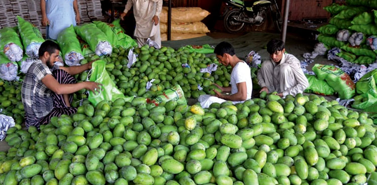 pakistan-s-mango-production-to-fall-by-50pc-due-to-heatwave-water-shortage