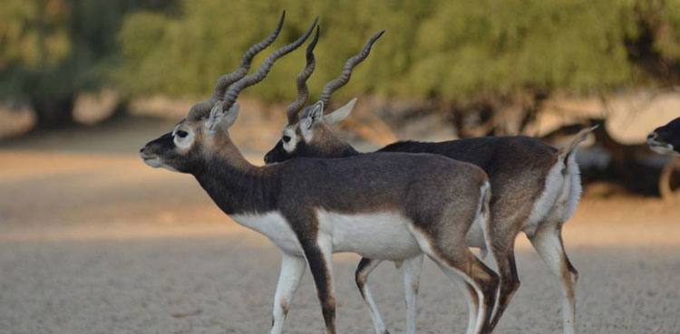 poachers-open-fire-at-wildlife-officials-in-cholistan-desert