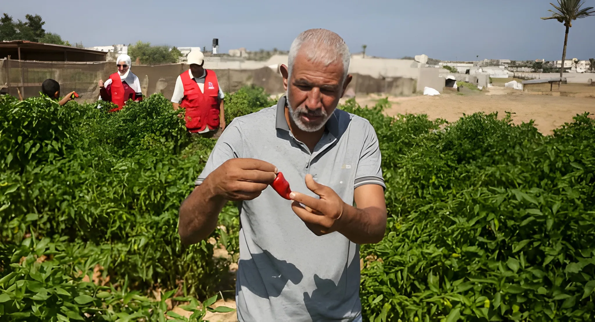 ‘Ray of Hope’: Gaza Seed Bank Rebuilds After Wartime Destruction