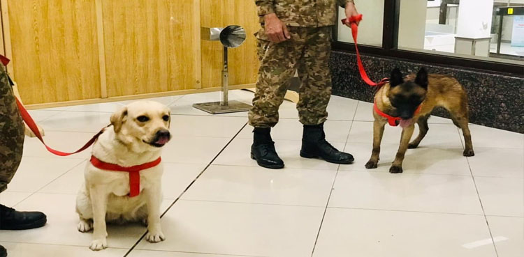 trained-dogs-diagnose-24-covid-patients-at-peshawar-airport