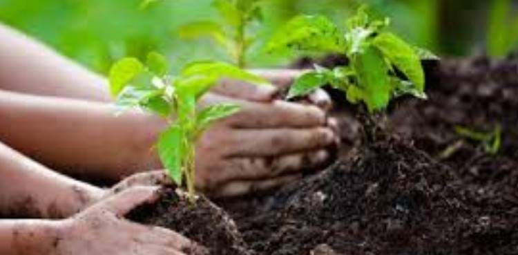 planting-3-5-million-trees