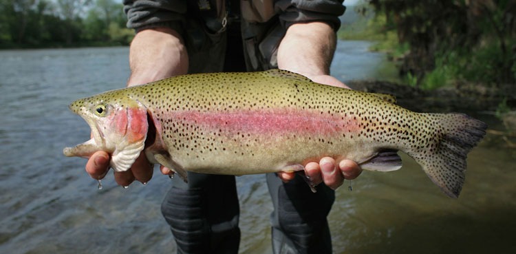 trophy-hunting-of-trout