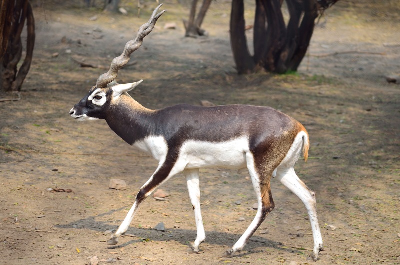four-black-deers-are-stolen-from-lahore-safari-park
