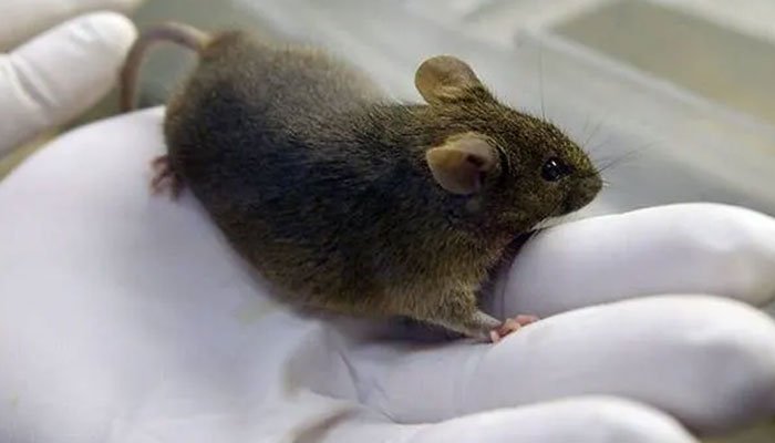 german-scientists-make-paralyzed-mice-walk-again