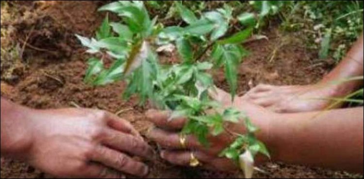 50-000-plants-in-a-minute-gujranwala-sets-world-record