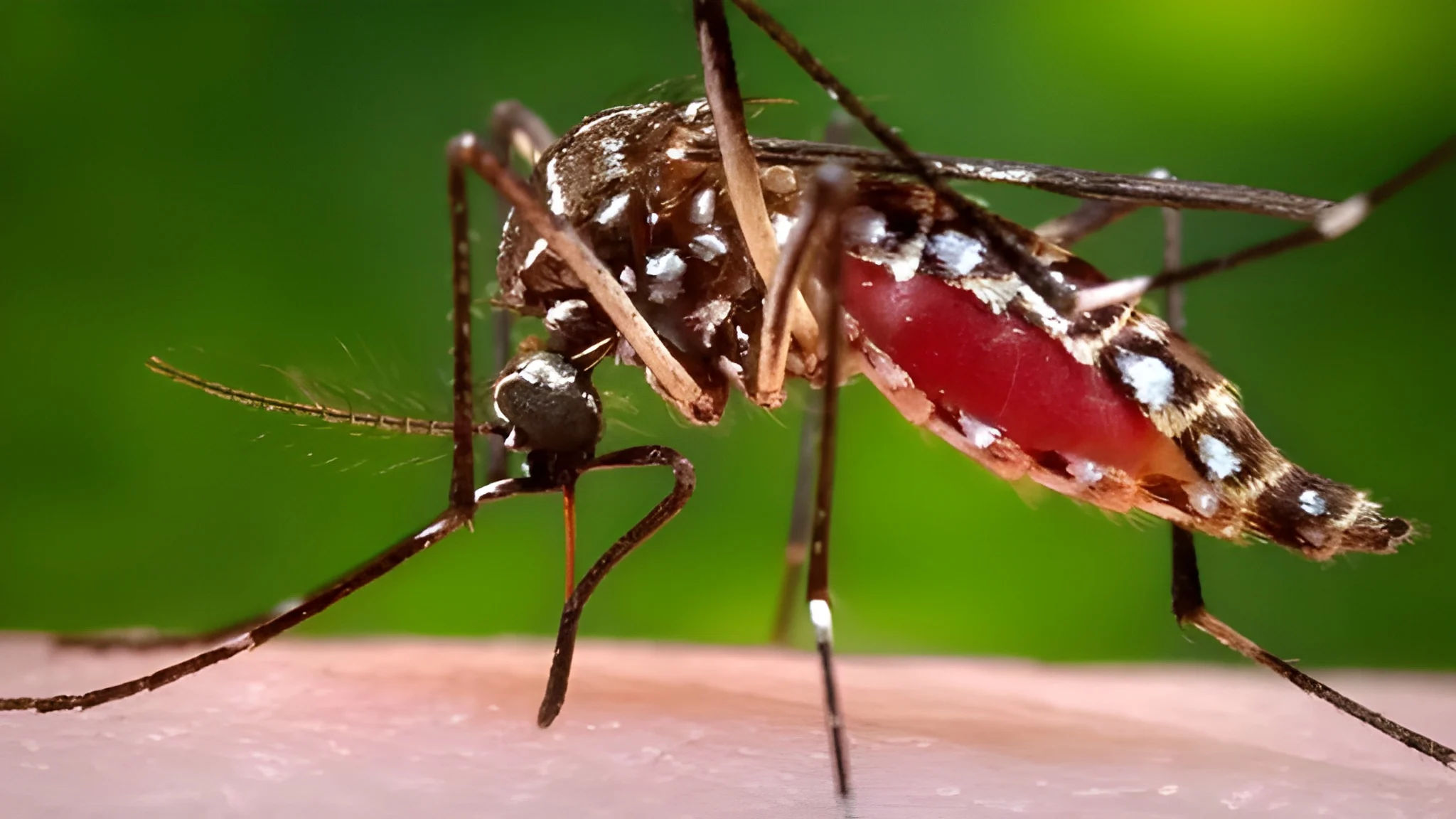 islamabad-intensifies-dengue-prevention-efforts
