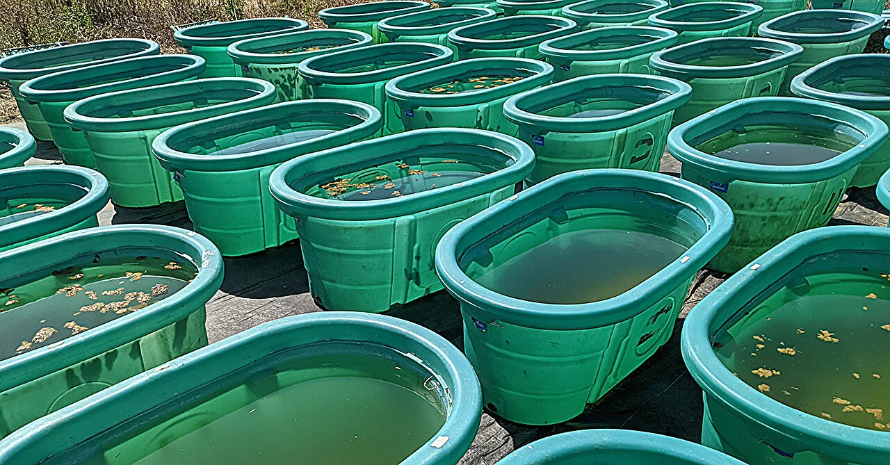 plastic-waste-identified-as-key-driver-of-harmful-algae-blooms