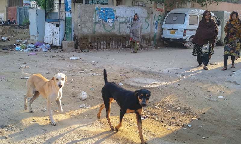 stray-dogs-attack-two-children-inside-karachi-university-campus