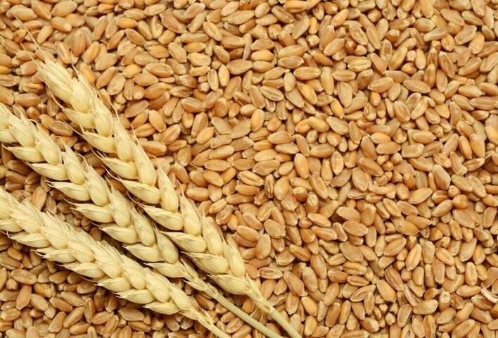 tcp-releases-import-tender-for-300-000-tonnes-of-wheat