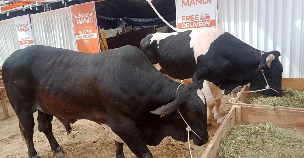 daraz-gaye-mandi-selling-cows-online-for-the-first-time