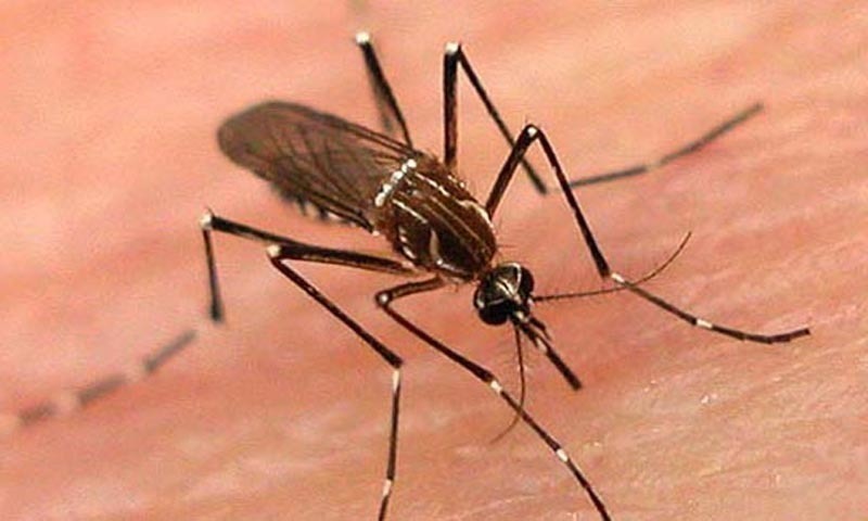 oversight-panel-to-enforce-dengue-action-plan-in-kp