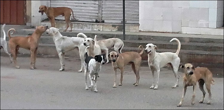 stray-dogs-bite-nine-people