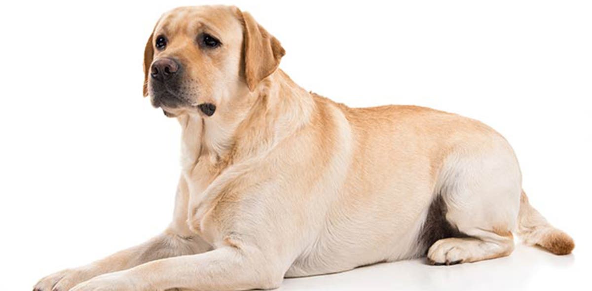 lahore-man-who-shot-neighbor-pet-dog-gets-bail