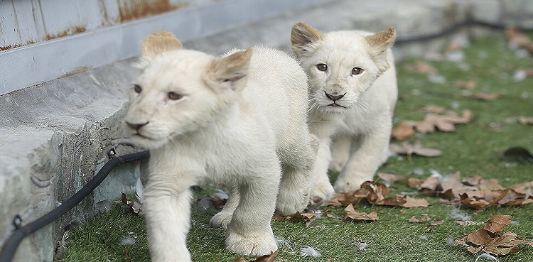 two-white-lion-cubs-die-at-lahore-zoo